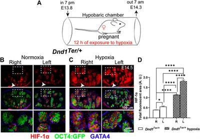 Oxygen availability influences the incidence of testicular teratoma in Dnd1Ter/+ mice